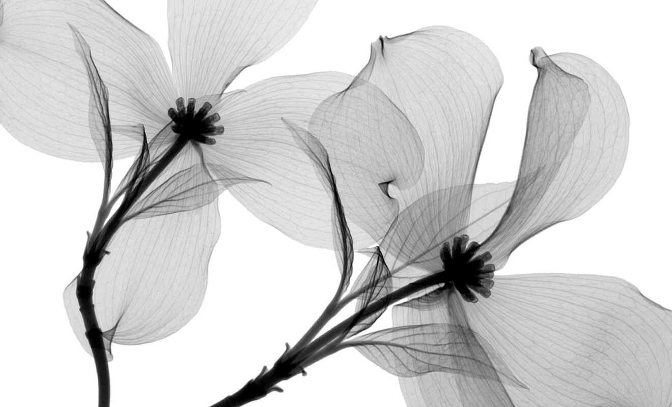 Steven N. Meyers Rose X線アート モノトーン65×81cm Dogwood-1-by-Steven-Meyers--